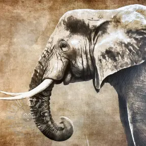 Tekonahka KARIA Elephant PANEL